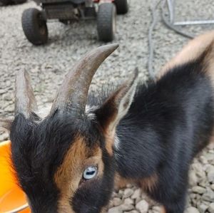 Meet your Posher, Wally